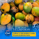 Atividades Moradores – Pomar Pé de Manga em 27.01.2026